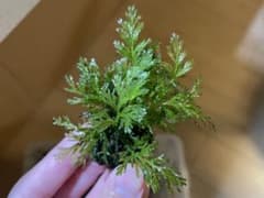 クレピドマネス サイアメンシス 塊株 パプアニューギニア×3 セット m42014774035_1.jpg?1742109757