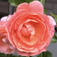 ＊miyabi様確認用＊ドリフトローズ ピーチドリフト　バラ苗 miyabi様確認用＊ドリフトローズ ピーチドリフト バラ苗 - メルカリ