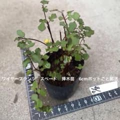 ワイヤープランツ　スペード　挿木苗　6cmポットごと郵送のサムネイル