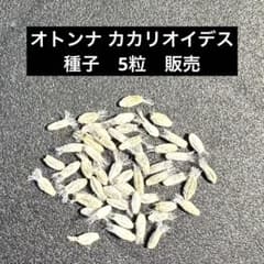 新鮮 オトンナ カカリオイデス 種子 5粒 販売 自家採取のサムネイル