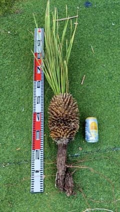 大特価奉仕品‼️Yucca Elata 地植え株 強 耐熱 耐寒 プロフ必読！㉔