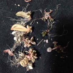 多肉植物 ブロンズ姫 虹の玉 他のサムネイル
