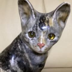 グレーと茶色の模様 が美しい約20cm ケンジントンキャット 小顔でつぶらな瞳のサムネイル