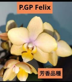 芳香品種 洋蘭 胡蝶蘭 ミディ胡蝶蘭 ファレノプシス こちょうらん