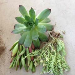多肉植物3種。のサムネイル