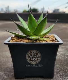 アガベ ホリダ 観葉植物 美株 - メルカリ