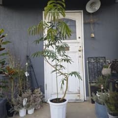 ① エバーフレッシュ 曲がり仕立て 10号 特大苗木最高等級極上品