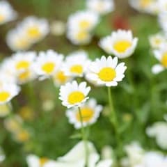 こー☆さん専用のサムネイル
