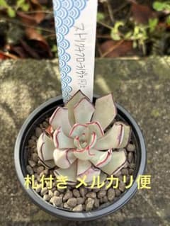 超希少 ファクトリーさん苗 ストリクチフローラノヴァ同士 札付き 花芽付き 多肉 超希少 ファクトリーさん苗 ストリクチフローラノヴァ同士 札付き 花芽