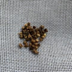 種子 100粒 ボスウェリア リバエ Boswellia rivae の種子 種子20粒」ボスウェリア・リバエBoswellia rivae - メルカリ