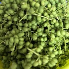 秋田産花山椒300グラムのサムネイル