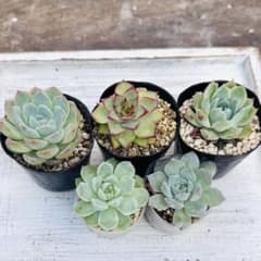 ◎多肉植物 札落ちセット◎のサムネイル