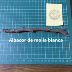 Albacor de molla blanca穂木 イチジク穂木 いちじく穂木 - メルカリ