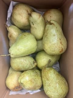 山形県産　洋梨　訳あり品　10kgのサムネイル