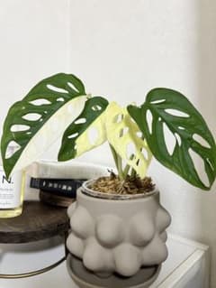 希少‼︎‼︎斑入りマドカズラ4枚葉【全て斑入り】鉢セット - メルカリ