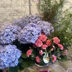 ひな祭りルナ紫陽花開花中ラッピング済み 花セット母の日