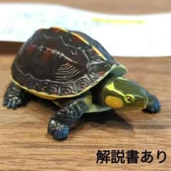 海洋堂 チョコQ チョコエッグ ヤエヤマセマルハコガメ カメ 亀 - メルカリ