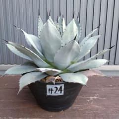吉祥天(agave parryi var.huachucensis) #24 - メルカリ