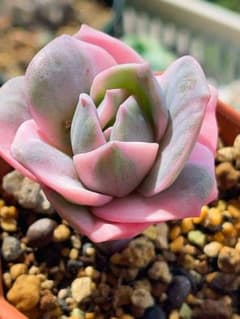ラブリーローズ錦 虹斑入り レア 多肉植物 エケベリア 抜き苗 - メルカリ