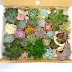 30.多肉植物　カット苗詰め合わせ　26種類セット　名前付きのサムネイル