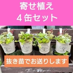 多肉植物 寄せ植え 4缶セット 全部 抜き苗 詰め合わせ メルカリ便