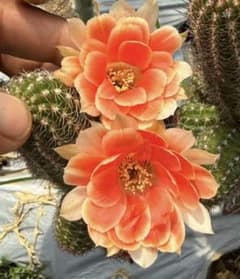 多肉植物 花サボテン　白檀 緋色 (カキコ) 花サボテン【白檀】、カキコ_811_2439 - メルカリ