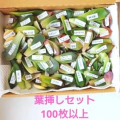 ぷ*く様 49.多肉植物　名前付き葉挿しセット　100枚以上　☆葉挿しラスト☆のサムネイル