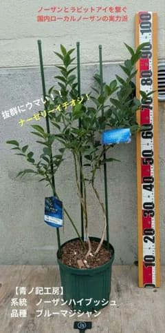 24 【青ノ記工房】ブルーマジシャン　ノーザンハイブッシュ系ブルーベリー大苗 34【青ノ記工房】ブルーマジシャン ノーザンハイブッシュ系