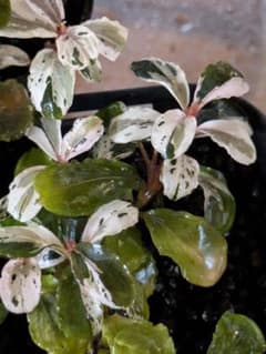 Bucephalandra sp. Variegata Hn:福袋 CAKUMI - メルカリ