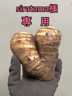 海老芋 5kg siratama様専用のサムネイル