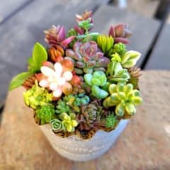 ★★セダム畑❤️★このまま飾れます★寄せ植え★ちまちまキュンキュン★多肉植物 多肉植物 セダムの寄せ植え そのまま飾れる1セット - メルカリ