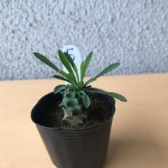 多肉植物　峨眉山のサムネイル