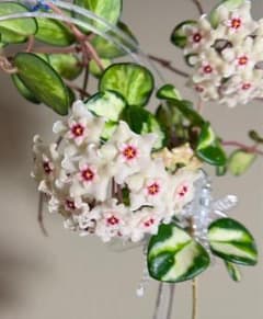 セール ホヤ マチルダ内斑Hoya mathilde variegata - メルカリ