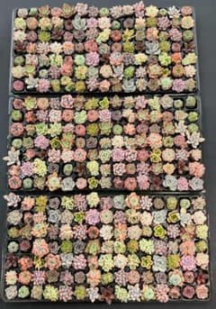 Top【選抜株】多肉植物 27071ミックス苗 105個 プラグトレー苗 - メルカリ
