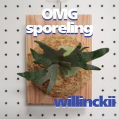 ビカクシダ OMG ウィリンキードワーフ 板付 O-7 ビカクシダ OMG ウィリンキードワーフ 板付 O-7 - メルカリ