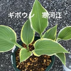 ホスタ・ギボウシ　寒河江③　２芽　6号鉢　鉢ごと発送のサムネイル