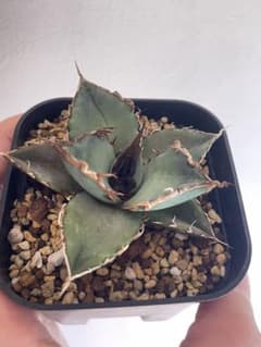 植物野郎様 リクエスト 5点 まとめ商品のサムネイル