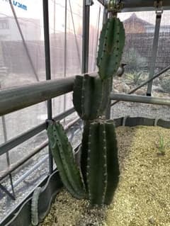 柱サボテン　鬼面角　ブランチのサムネイル