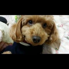 返金分のサムネイル