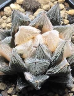 多肉植物 ハオルチア 絵巻錦 超美品 極上斑 - メルカリ