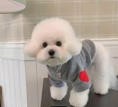 大人気✨小型犬用セーター グレー ハート❤️サイズSのサムネイル