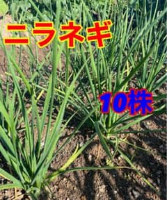簡単　タイムセール　送料込み　ニラネギ 10株セットのサムネイル