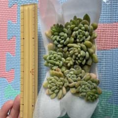 多肉植物クラバツム　カット苗　7個のサムネイル
