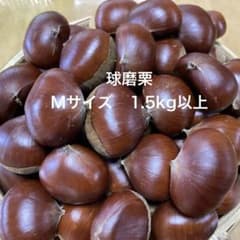 球磨栗 M サイズ 生栗 国産 熊本県 球磨郡産 1.5kg以上　栗のサムネイル