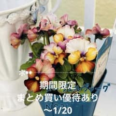 NS34♥ サトウ園芸ヌーヴェルヴァーグ すみれの革命♥超希少♥花苗