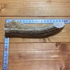 北海道産　エゾシカ角　大型犬用のサムネイル