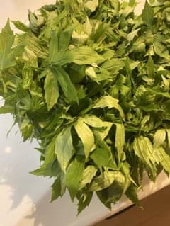 岩手県産　天然しどけ　山菜　５００ｇのサムネイル