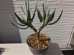 Aloe ramosissima　ラモシシマ　アロエ　実生　ディコトマのサムネイル