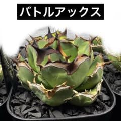 アガベ チタノタ バトルアックス 子株 - メルカリ