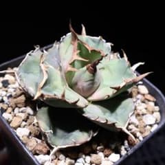 台湾産 中株 Seal 海豹 owl 梟 アガベ チタノタ OC 発根済み - メルカリ